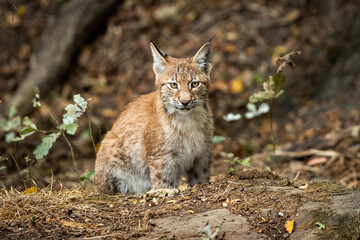 Naklejka na ściany i meble Lynx walking in the forest