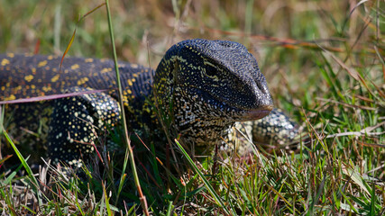Closeup view of yellow dotted nile monitor (varanus niloticus) creeping through the grass at the shore of Kwando River, Bwabwata National Park, Caprivi Strip, Namibia, Africa.