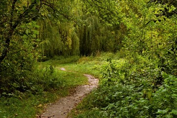 path in the woods