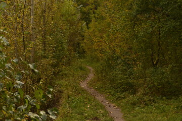 path in the forest