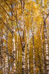 Fototapeta premium autumn landscape with birch trees in yellow foliage, Sunny day