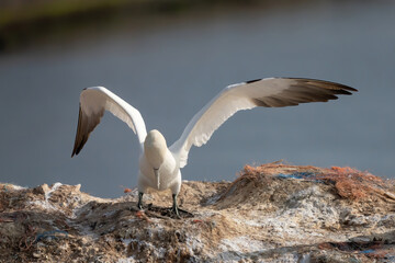 Northern gannet with spreadout wings landing in a breeding colony at cliffs of Helgoland island, Germany