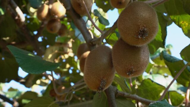 Closeup of fruit kiwi hanging on branches