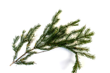 Obraz premium Christmas tree branch, isolate, design element for christmas