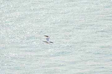 A single white and yellow gannet flies above the sea where the sun shines