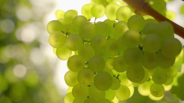 Closeup of white grapes on vine in bright sunlight