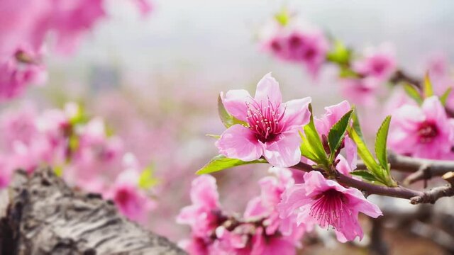 Beautiful bright pink blooming peach flowers on the branches. Closeup