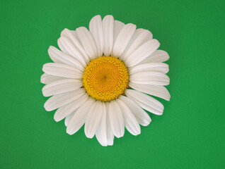Daisy flower on a green background.