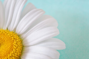 Daisy flower  on a green background.