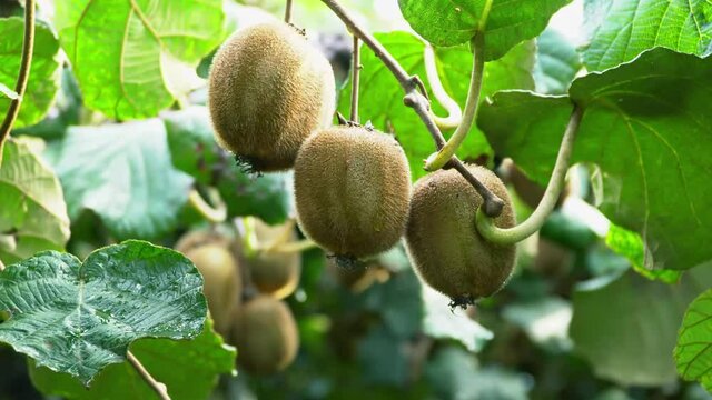 Three ripe fruit kiwi on the branches among green leaves. Closeup