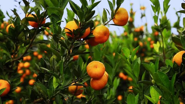 Ripe oranges in orchard swaying with wind on the branches