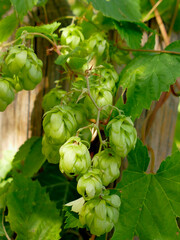 hops with ripe cones in summer