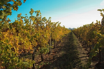 Naklejka premium Vineyard in autumn