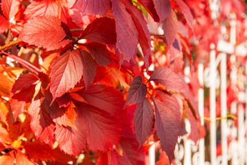 red and yellow autumn leaves on tree branches, background, Sunny day