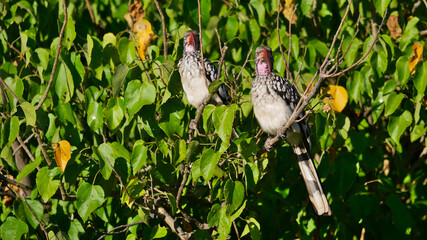 Funny picture of two synchronously looking southern red-billed hornbill birds (tockus rufirostris)...