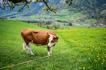 Beautiful swiss cows. Alpine meadows. Mountains.