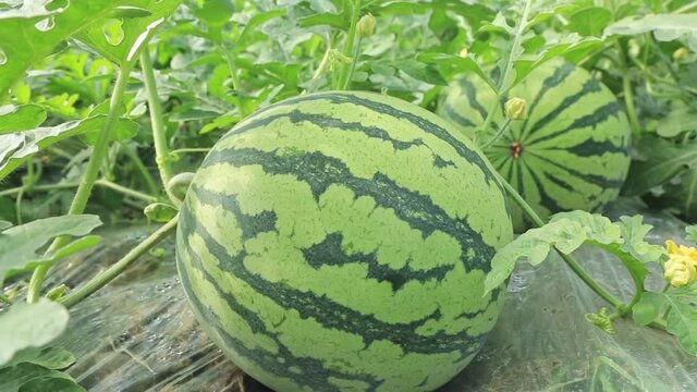 Closeup of green ripe watermelon in the field for harvesting