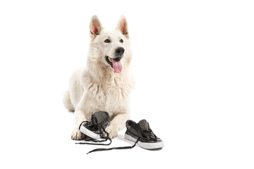 Funny naughty dog with shoes on white background