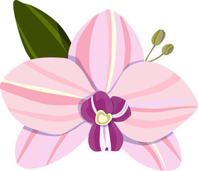 Orchid isolated on a white background. Element of floral design. Delicate colors. Vector illustration