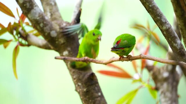 Blue-crowned Hanging Parrot with green background.	