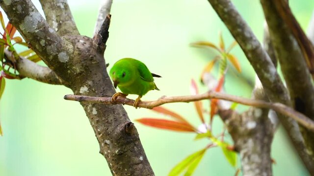 Blue-crowned Hanging Parrot with green background.	