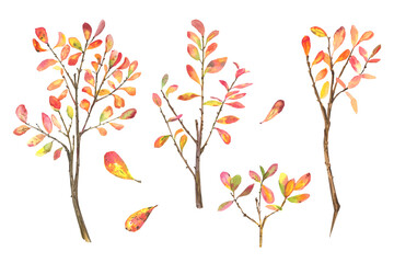 Autumn set blueberry bushes drawn watercolor isolated on a white background. North of the plant. Shrubs and trees.