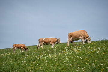 Fototapeta premium Beautiful swiss cows. Alpine meadows. Mountains.