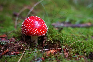 Red wild fly agaric mushroom in green ferns in wood, (amanita muscaria fungus), cute ball shape popular poisonous mushroom