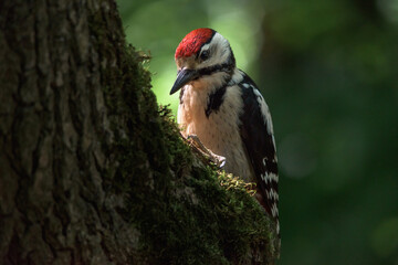 red backed woodpecker - obrazy, fototapety, plakaty
