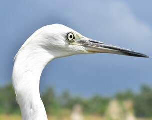 The herons are medium- to large-sized birds with long legs and necks. The herons and bitterns are carnivorous. Even more rarely, herons eating acorns, peas, and grains have been reported. 