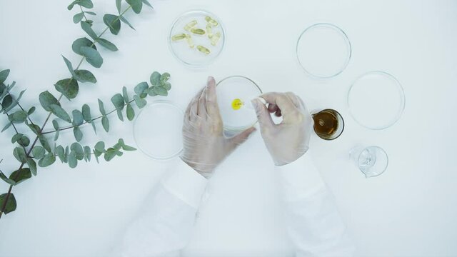 Eucalyptus branch. Hands of laboratory assistant in white gloves drip drop of oil into petri dish with pipette. Natural oil and serum extract. Production of natural cosmetics for skin. Top view.