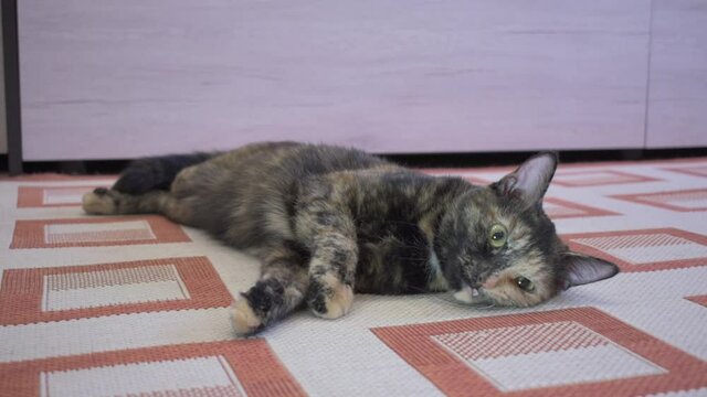 Cat convulsions during estrus. The gray cat's mouth, legs, stomach twitches.