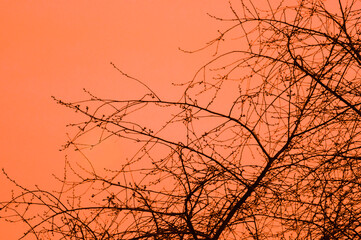 A silhouette of branches of a tree. Good texture or copy space for any project.