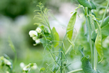 Pods of young green peas on a branch