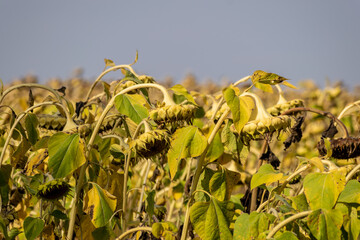 Ripe sunflower field