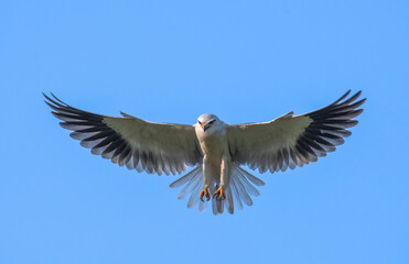 Black shouldered kite hovering for prey , this is a beautiful raptor from tropical areas of Asia