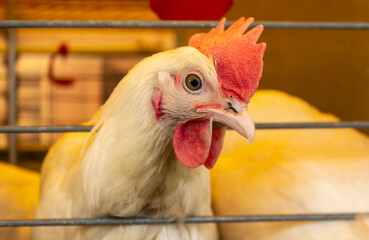 Cute hen on a nest of straw