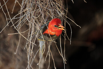 Red-headed Weaver (Anaplectes rubriceps) at a nest