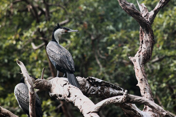 White-breasted Cormorant (Phalacrocorax lucidus)