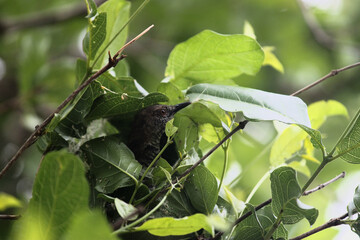 Stierling's Wren-Warbler (Calamonastes stierlingi) at nest 