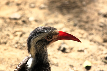 Southern Red-billed Hornbill (Tockus rufirostris) portrait