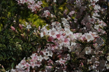 White and pink flowers of Weigela shrub in full bloom and blossom in a garden in summer