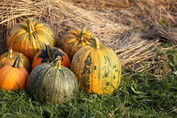 seven pumpkins on the grass against the background of the hayloft. harvest festival atmosphere