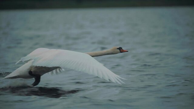 Mute swan Hitting water surface with feet to take off and start flying, super slow motion 