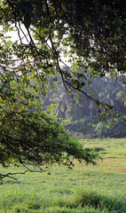 tree branch with field background