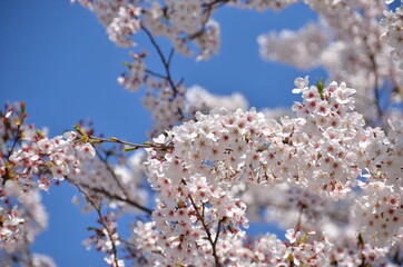 桜2