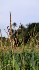 corn plant close up