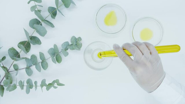 Eucalyptus branch. Hands of laboratory assistant in white gloves pour oil from a test tube into a Petri dish. Natural oil and serum extract. Production of natural cosmetics for the skin. Top view.