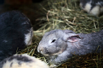 Bunny rabbit relaxing on hay. Portrait of an easter bunny rabbit looking at camera.