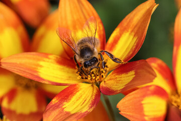 Vesps and bees in orange yellow blossoms